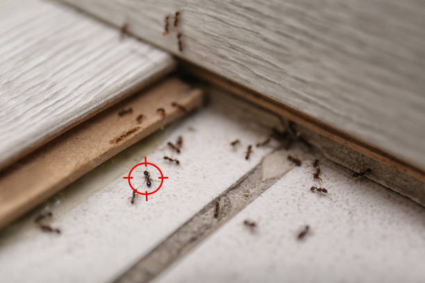 Best Bed Bug Extermination  in Stacy, MN