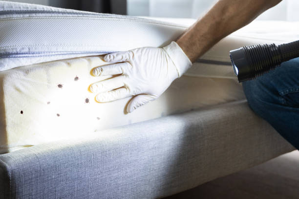 Best Wasp Removal Services  in Stacy, MN