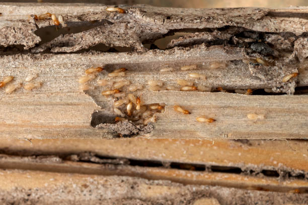 Best Mosquito Control Services  in Stacy, MN