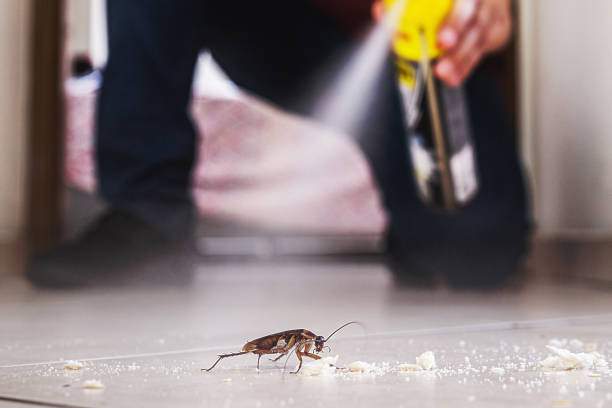 Best Flea Control Services  in Stacy, MN